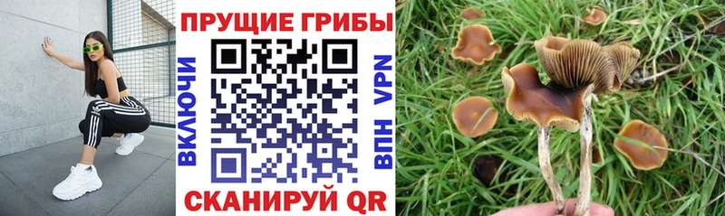 что такое наркотик  Красавино  Галлюциногенные грибы мицелий 